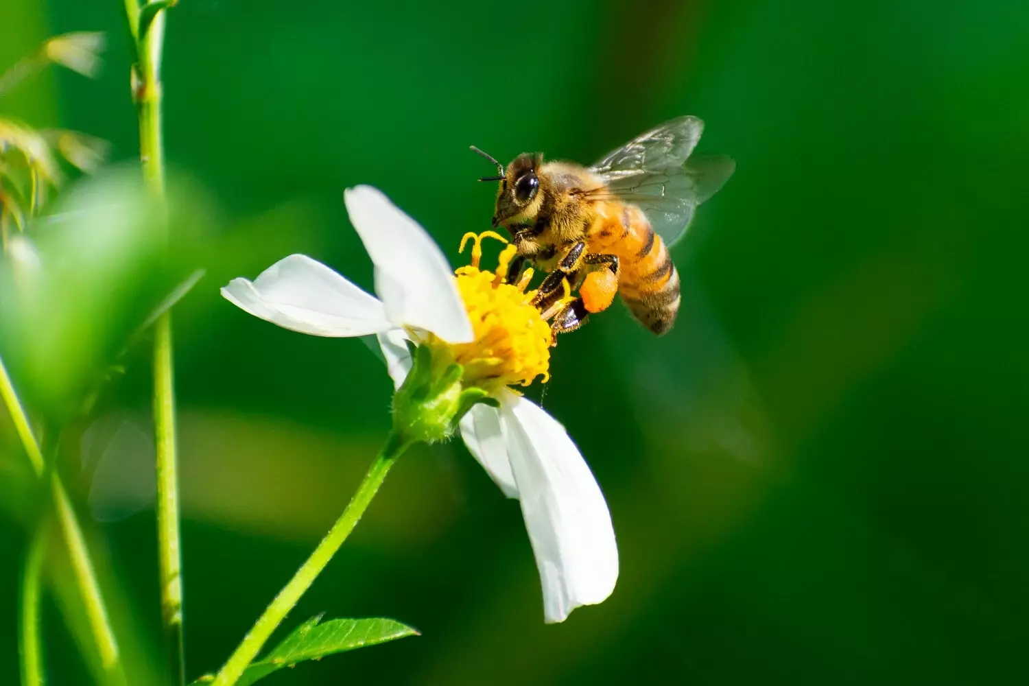 Bloemrijke tuin ingericht voor meer biodiversiteit met inheemse planten