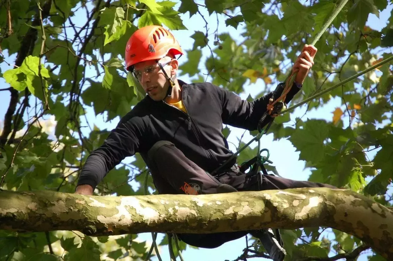 Gecertificeerde tree worker klimt in een boom met professionele klimuitrusting en veiligheidsharnas