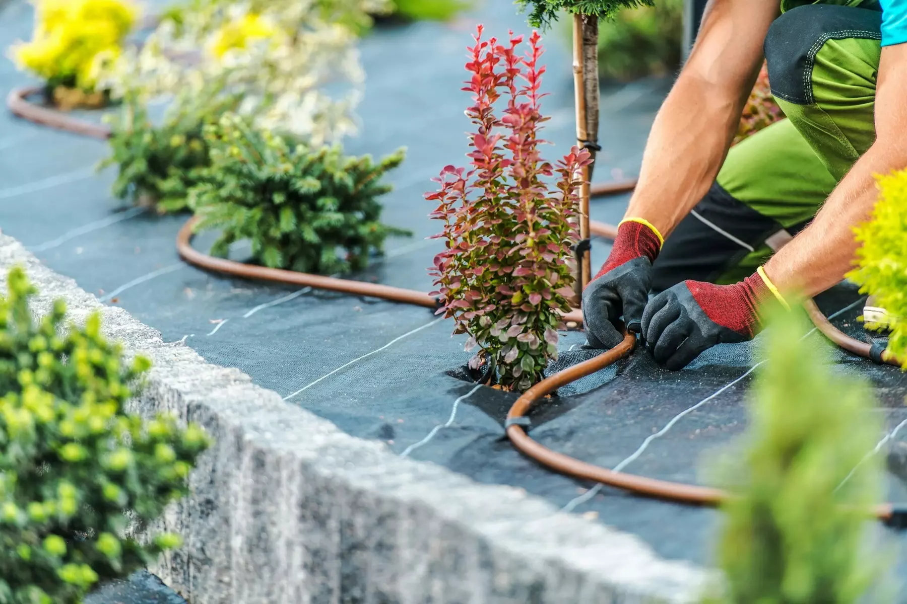 Tuinaannemer legt een tuin aan: hij plant een struik met beschermende handschoenen en irrigatieslang